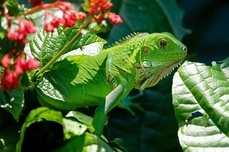 CC0 Public Domain via Pixabay